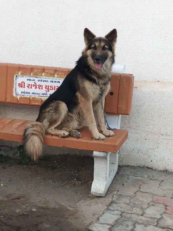 જર્મન ડબલ કોટ મ...