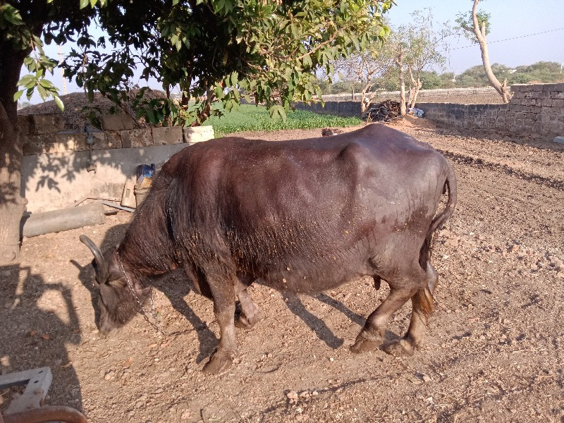 ભેંસ વેચવાની છે