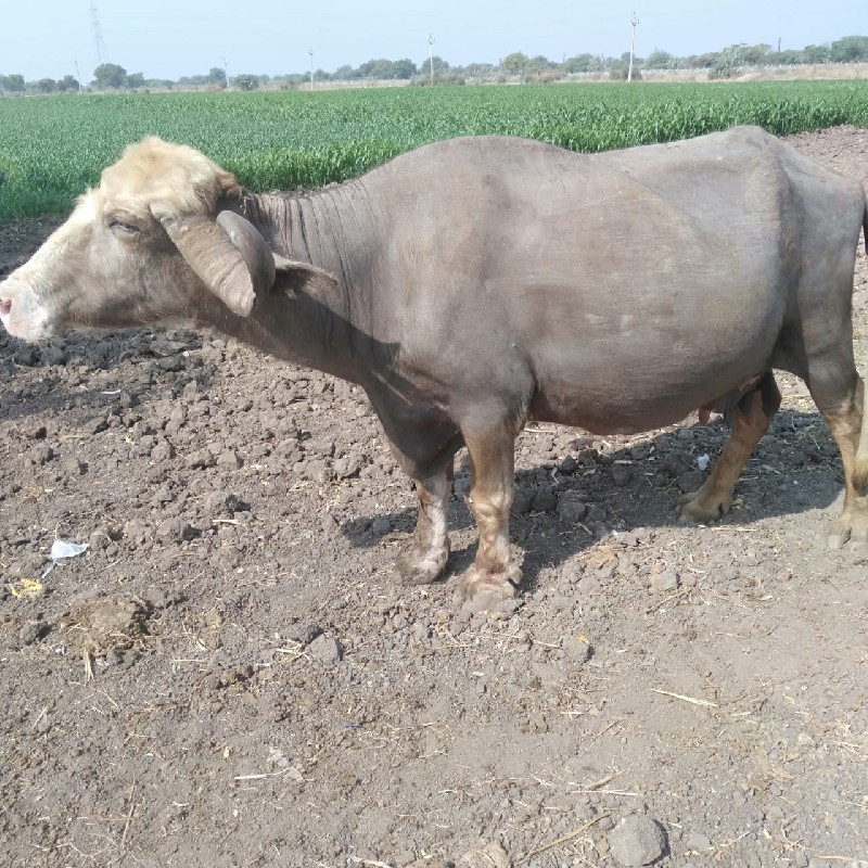 ભુરી ભેંસ વેચવા...