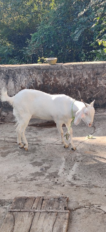 ગુલાબી બકરી.