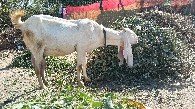 બકરી વેચવાની છે