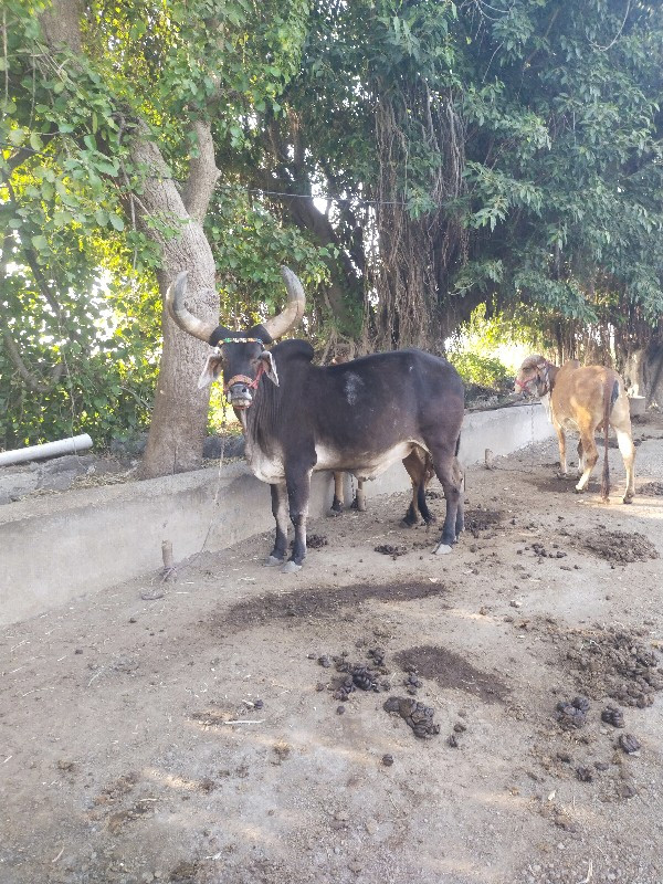 ગોઢલો વેચવાનો છ...