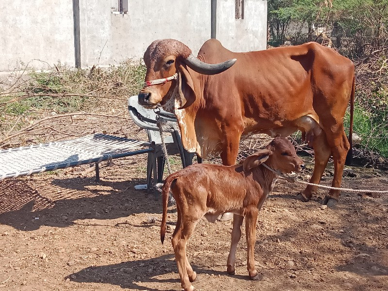 બીજું વૈતાર  દસ...