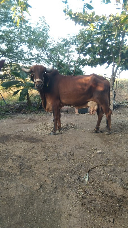 ગાય વેશવાનિ છે