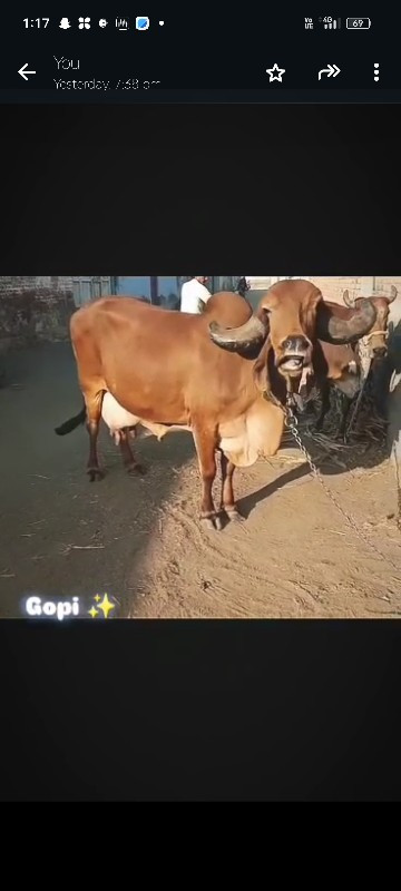 ગીર ગાય