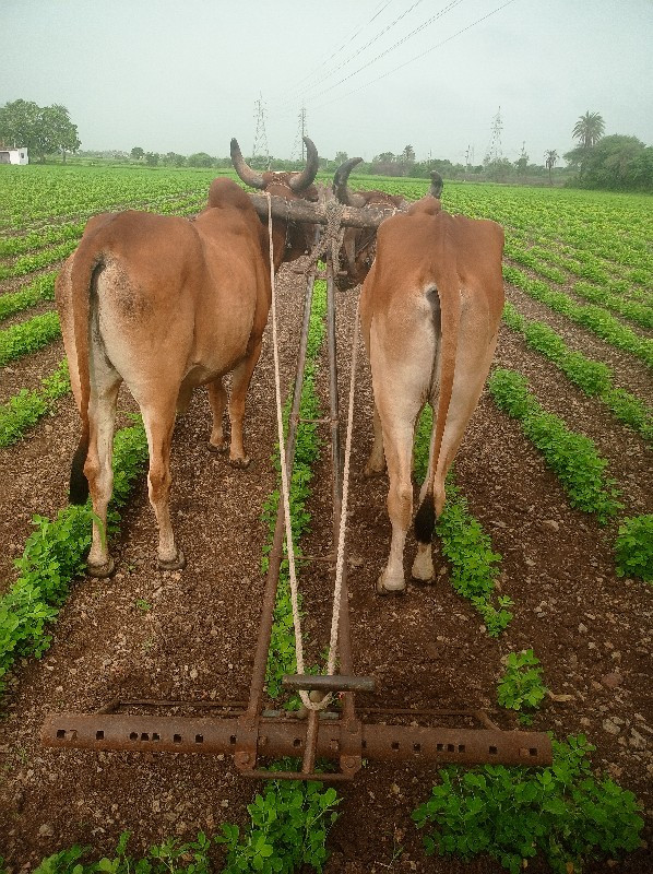 બળધ વેચવાના છે