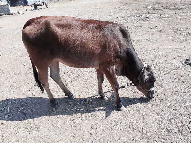 વાશડી વેશવાની શ...