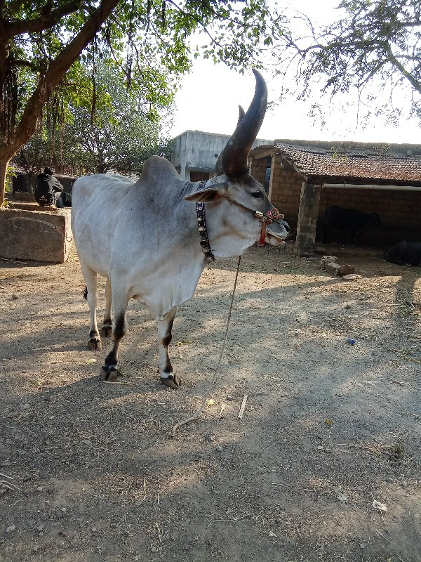 બળદ વેચવાનો છે...