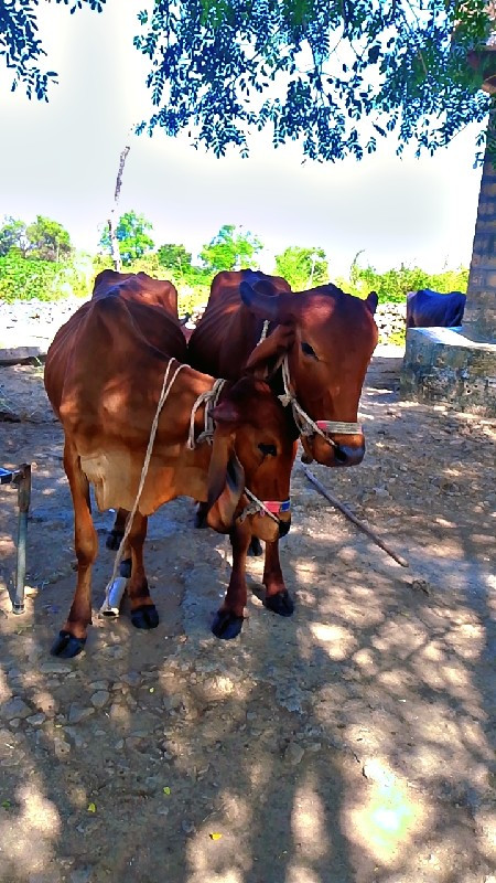 ગોડલા વેચવાના છ...