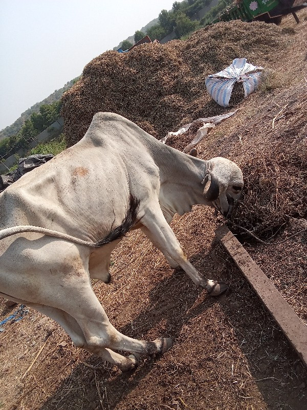 વાસડો વેચવાનો છ...