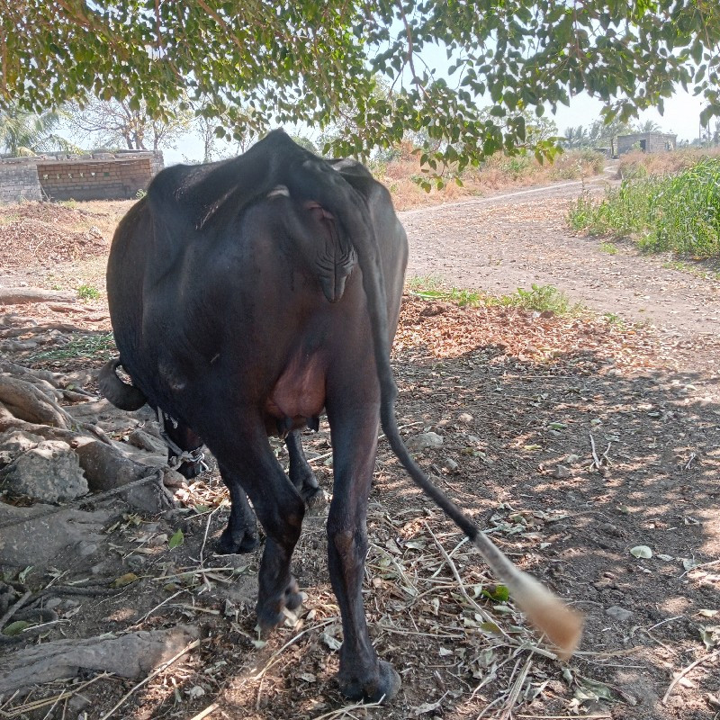 ભેંસ વેચવાની છે