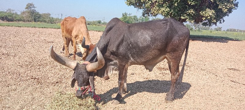 બળદ વેચવાના છે