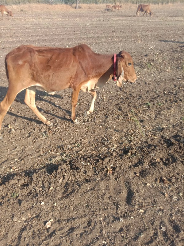 વેચવાની છે