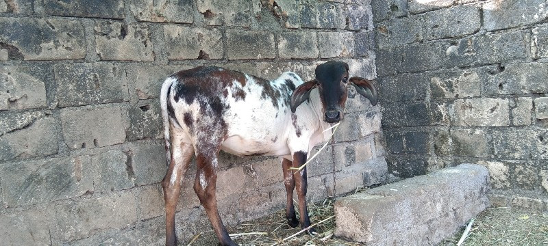 વાસડી