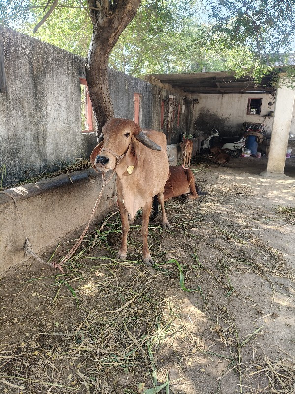 गिर गाय