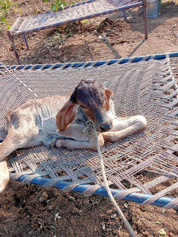 ગામ વેચવાની છે