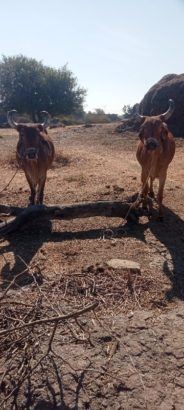 બડદ