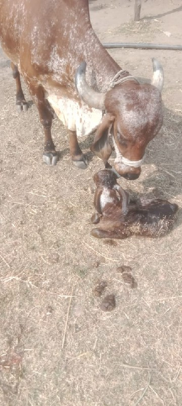 ગાય