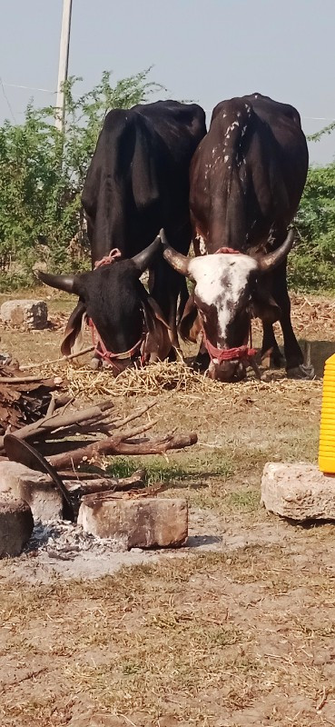 દેવીપુજક ગુડલા...