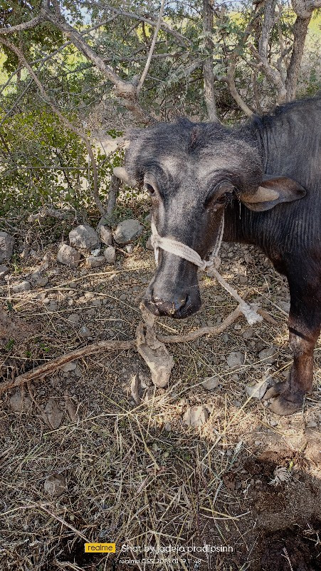 પાડો વેચવાનો છે