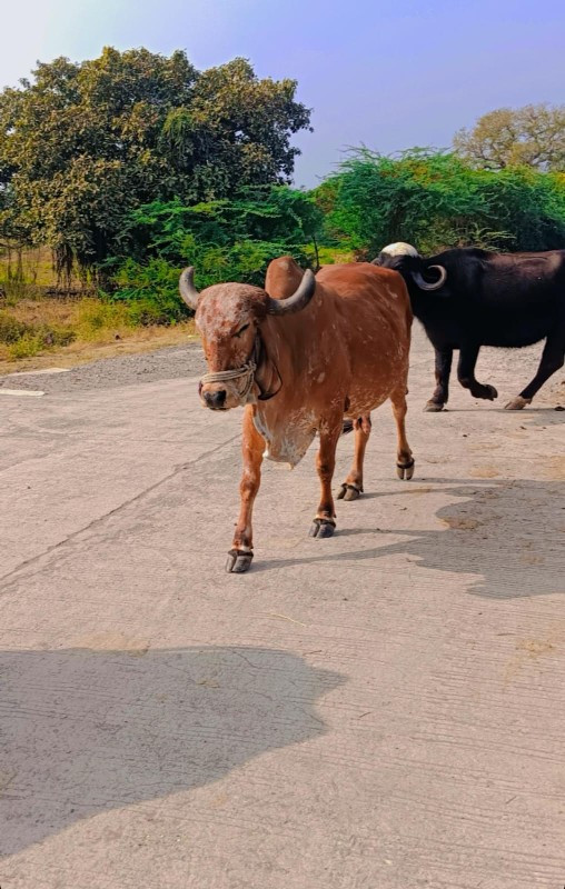 ગાય વેચવાની છે