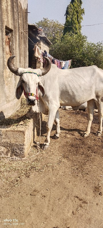 આ ગોઢલા વેશવાના...