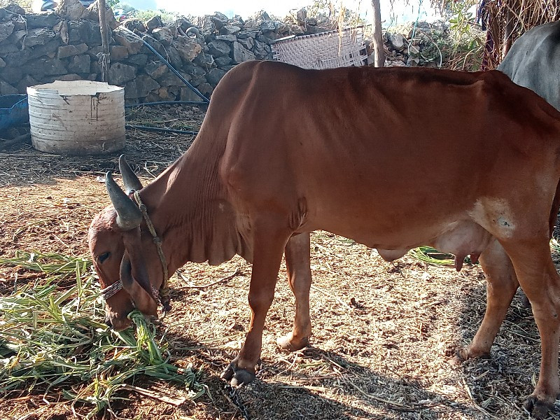 બીજું બેતર ગાય...