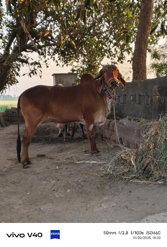 હોડકી વેચવાની