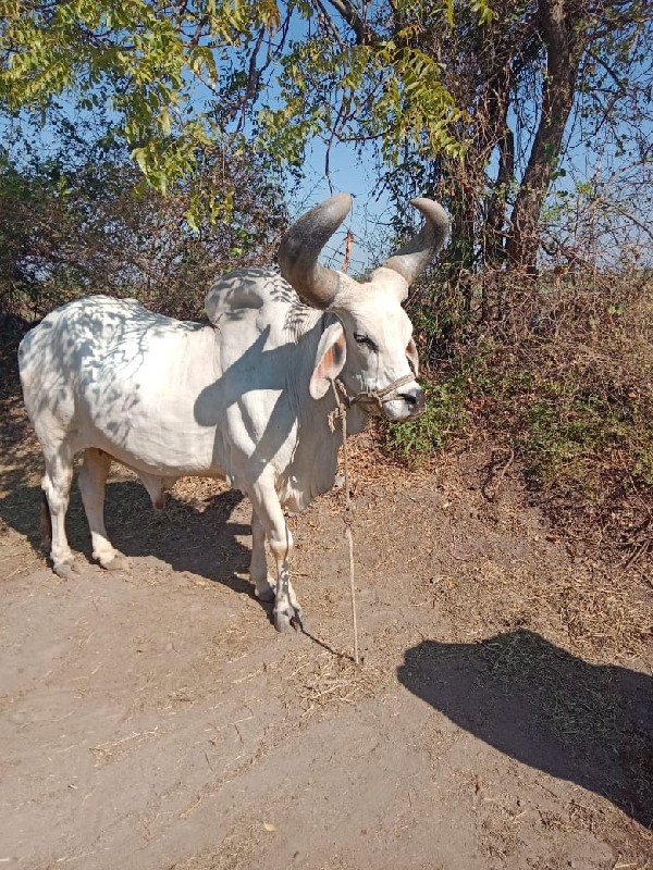 જિલ્લો દેવભૂમિ...