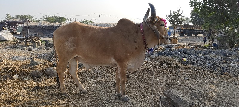 ફુલ જવાબદારી થી...