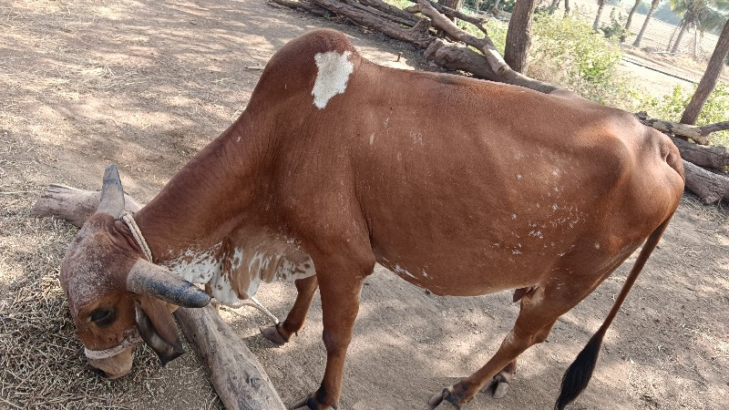 ગીર ગાય વેચવાની...