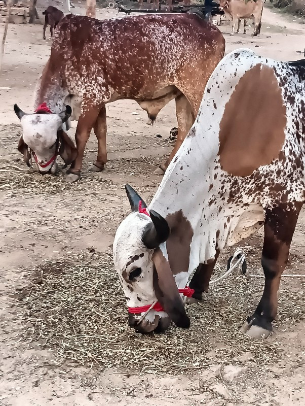 ગોધલા  વેચવાના...