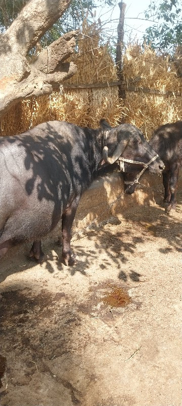 kadegiya malde...