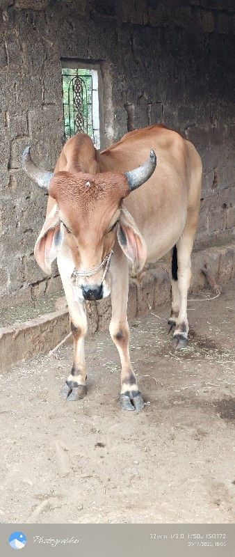 ગોઢલો લેવા નો છ...