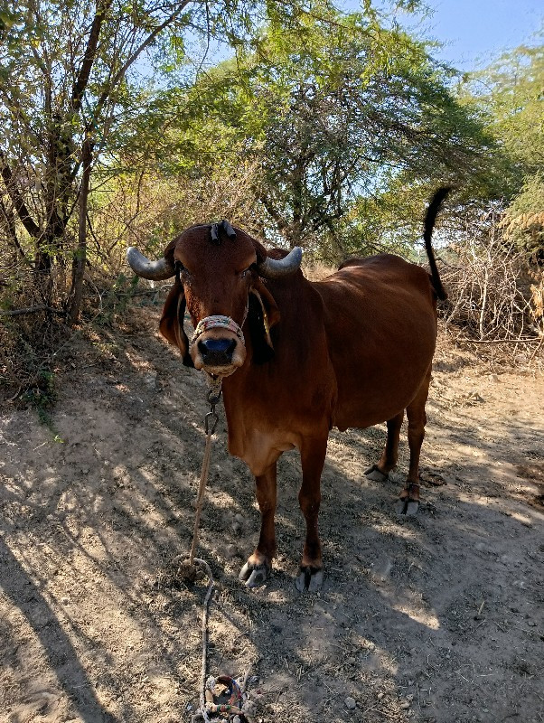 ગાય વેચવાની છે...