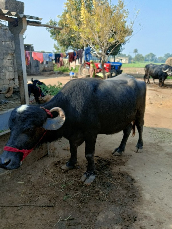 ભેંસ વેચવાની છે...