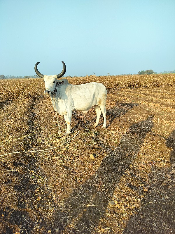 ગોધલો વેચવાના છ...