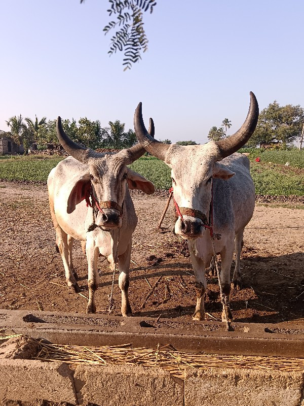 વડીયારા વાસડા વ...