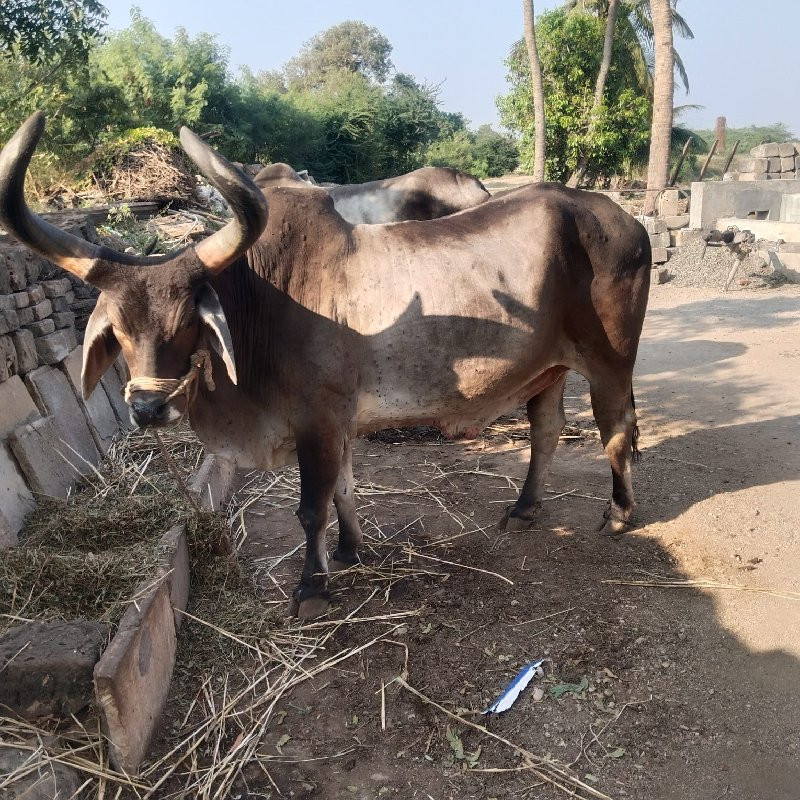 બળદ વેચવાના છે