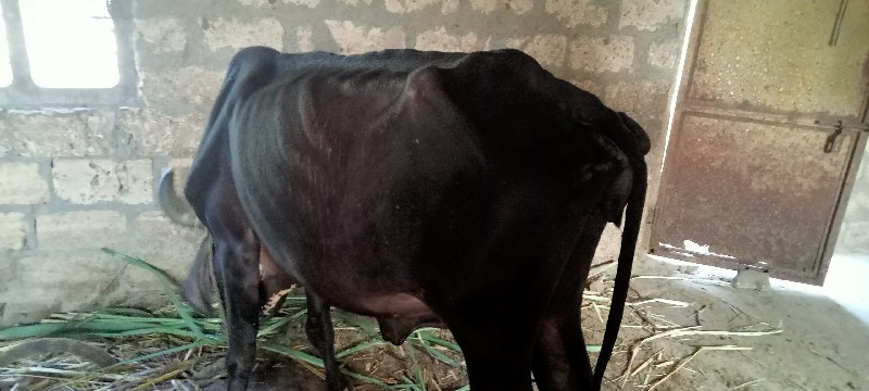 gir cow vesvani...