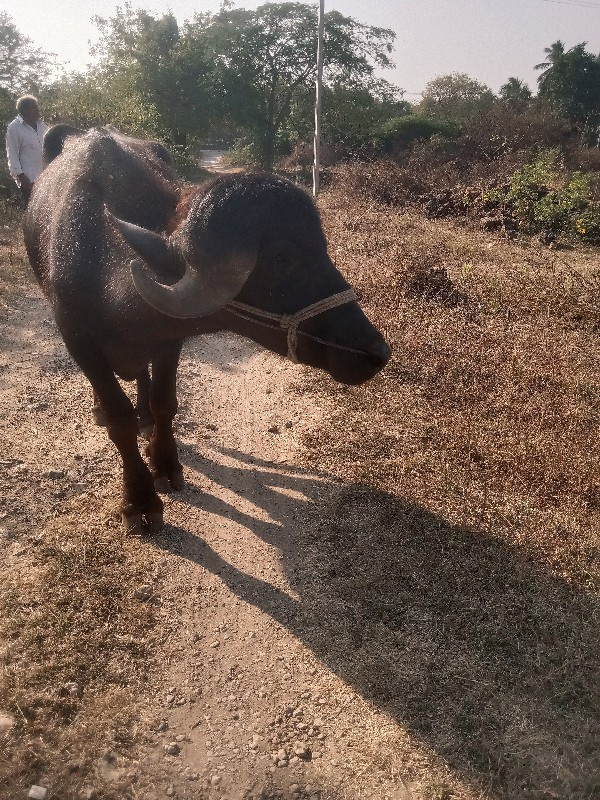 પાડો વેચવાનો છે