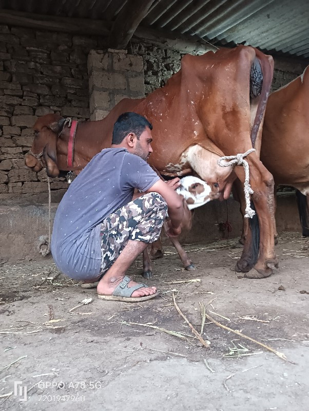 ગાય વેચવાની છે