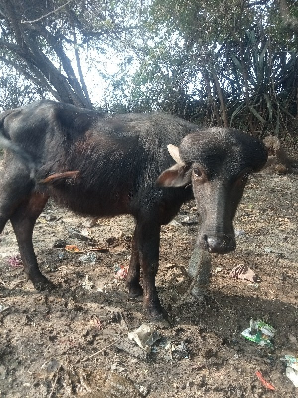 પાડી વેચવાની છે