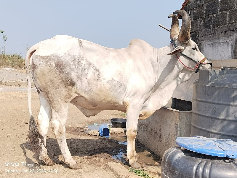 આવો બળદ લેવાનો...