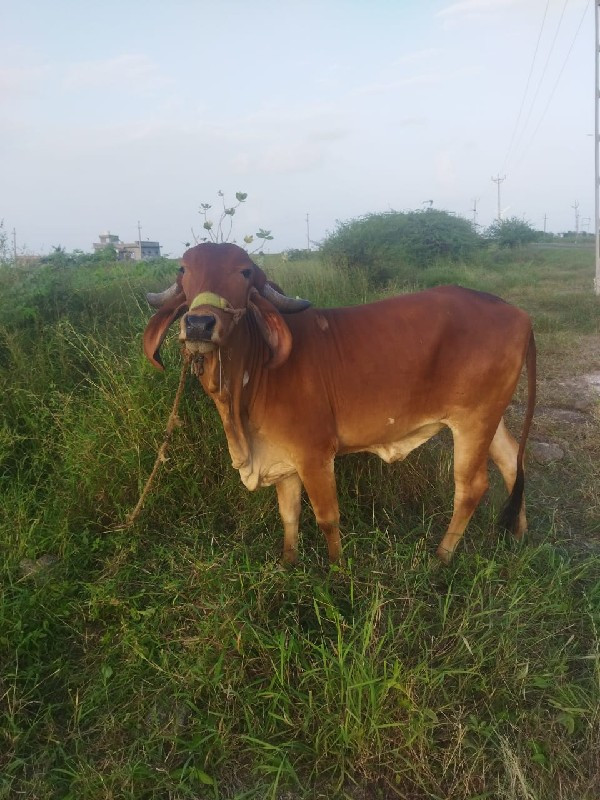 ગાય વેચવાની છે