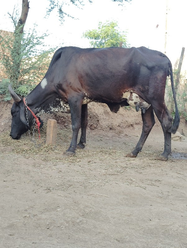 આ ગાય વેચવાની છ...