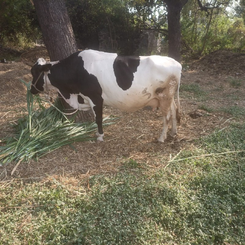 h f ગાય વેશવાની...