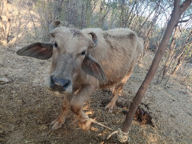 બનીને ભેંસ વેચવ...