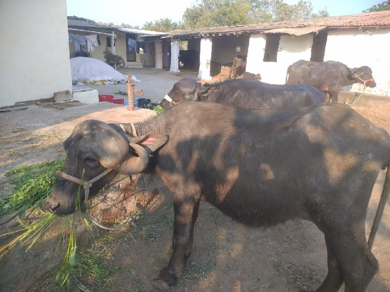 ત્રણ વર્ષ ની બે...