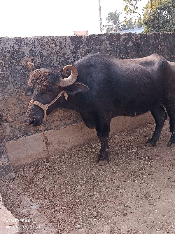 બે ભેંસ વેચવાની...